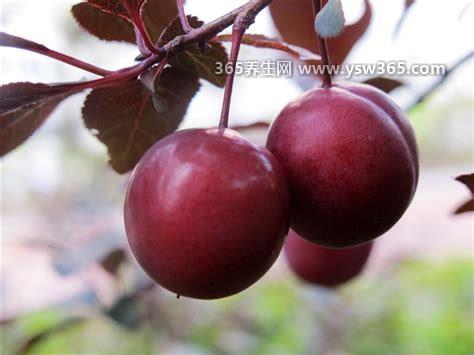 紫叶李的果子能吃吗,果实是可以食用的/酸酸甜甜的