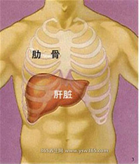肝不好后背疼的位置图,肝病主要是背部右侧疼痛