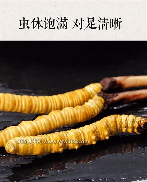 冬虫夏草的功效与作用及食用方法,具有抗衰老/益气补血的功效