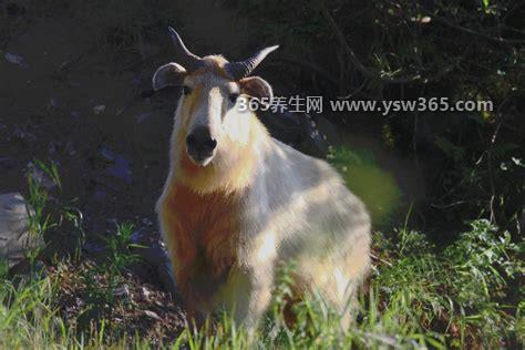羚牛是羊还是牛,是一只羊(大小介于牛和羊之间)
