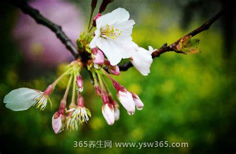 中国各地樱花什么时候开花,大部分樱花3月初开花/北方4月左右