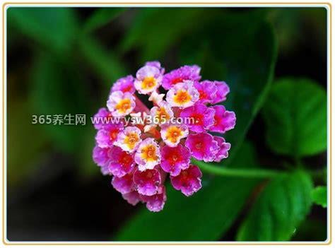 五色花的功效和作用,可以缓解感冒发烧/驱蚊/美化环境的作用