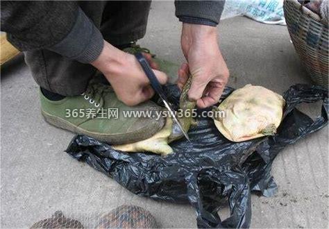 水鱼怎么杀是什么,翻过来用剪刀卡住脖子剪断即可