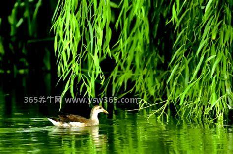 五九六九沿河看柳是什么意思,可以看到垂柳渐渐变绿
