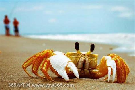 海边十种最常见的螃蟹,石蟹/青蟹/花蟹/河蟹/红蟹等