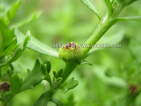 野生中药鹅不食草图片功效与作用,可以用来治疗鼻炎