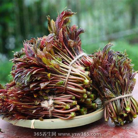 农村100种野菜图片,你一定见过或吃过一些野菜