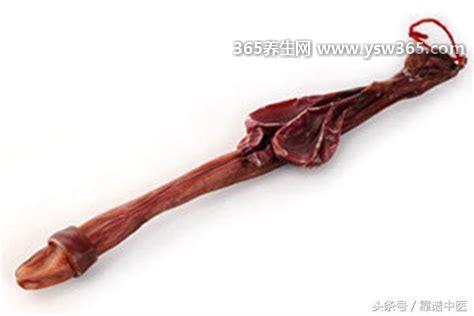 狗鞭的功效和作用,是补肾壮阳/增强男性性欲促进精子合成