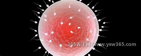 卵子是什么样的图片,形状是圆形的直径约为1.8-2.5厘米