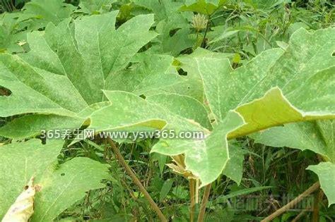 植物中药通草图片长什么样子,整片叶子像一个大巴掌可以辨认