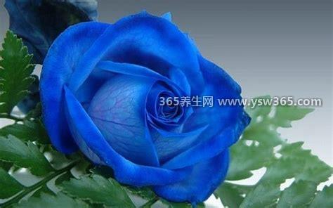蓝色妖姬的花语是什么意思多少钱,代表纯洁的爱/一支30到50元