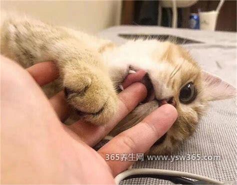 为什么好多人被猫抓不打疫苗,三个原因(已经打了疫苗或猫没有狂犬病)