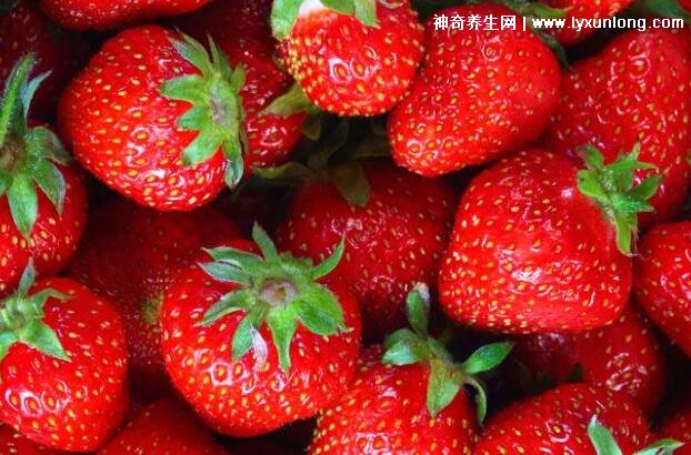 北方草莓是什么季节的水果,反季水果(6-7月结果)