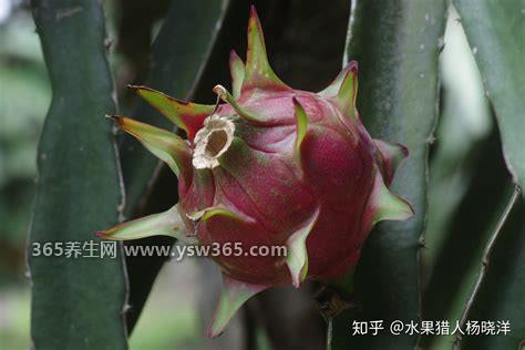 火龙果是仙人掌的果实吗,并不是(仙人掌长不出火龙果)