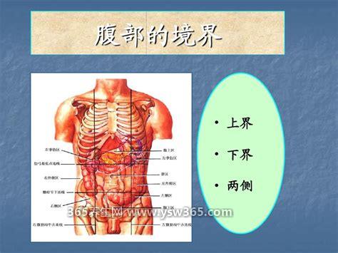 人体腹股沟在哪个位置图片,位于大腿内侧和腹部之间