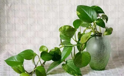 绿萝除甲醛要关门窗吗